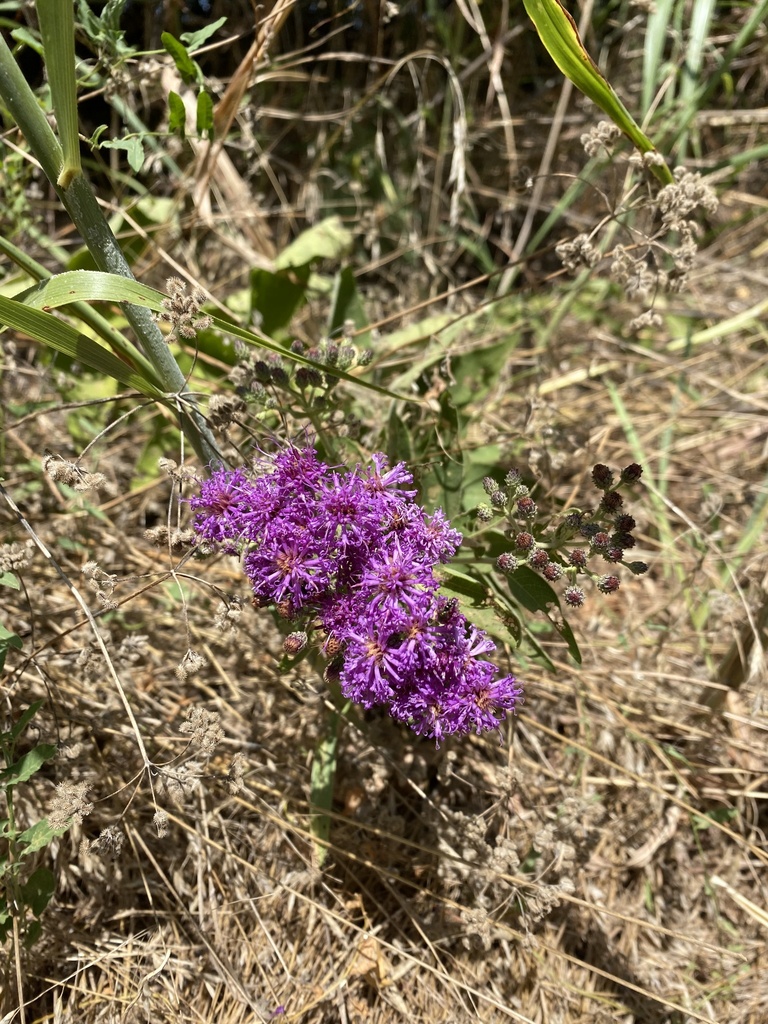 Western Ironweed from Stinchcomb Wildlife Reserve, Oklahoma City, OK ...