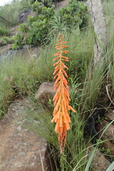 Kniphofia laxiflora
