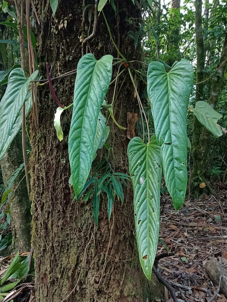 Anthurium talamancae