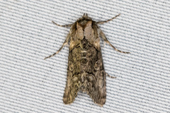 Abrostola microvalis