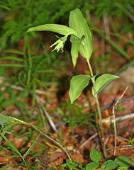 Epipactis papillosa