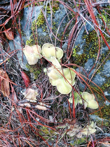 Pinguicula hemiepiphytica