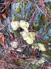 Pinguicula hemiepiphytica