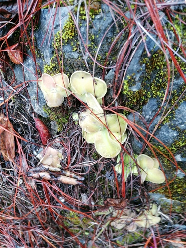 Pinguicula hemiepiphytica