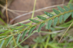 Phyllanthus glaucophyllus