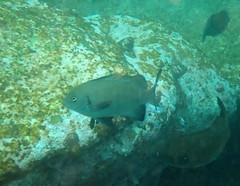 Girella elevata