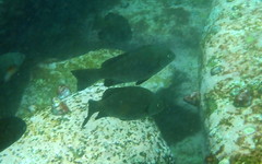 Girella elevata