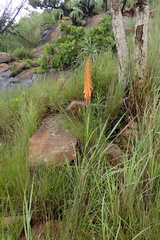 Kniphofia laxiflora