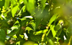 Dendroaspis angusticeps