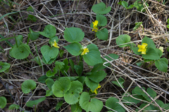 Viola uniflora