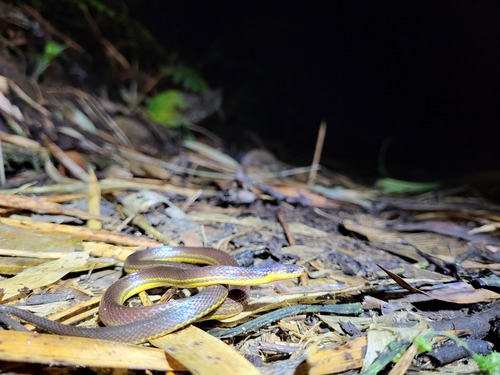 Modest Ground Snake