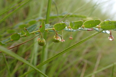 Phyllanthus glaucophyllus