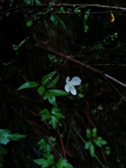 Knowltonia mexicana, photograph Carlos Domínguez-Rodríguez, CC BY, iNaturalist via GBIF