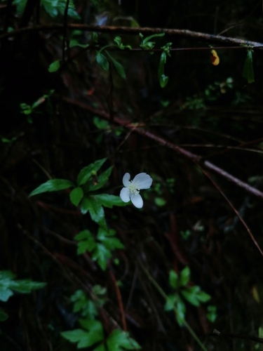 Knowltonia mexicana, photograph 6