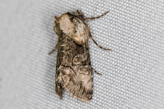 Abrostola microvalis