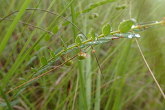 Phyllanthus glaucophyllus