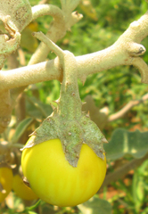 Solanum incanum