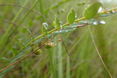 Phyllanthus glaucophyllus