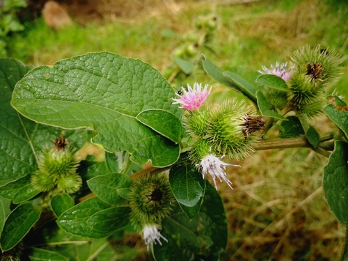 lopúch menší (Arctium minus)