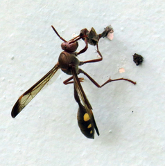 Belonogaster facialis