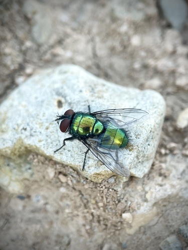 Common European Greenbottle Fly