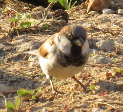 Passer domesticus