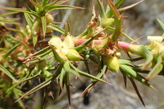 Cliffortia acanthophylla