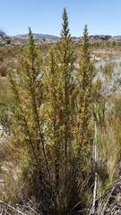 Cliffortia acanthophylla