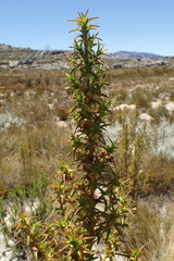 Cliffortia acanthophylla