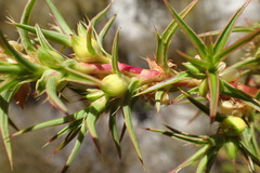 Cliffortia acanthophylla