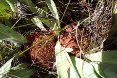 Protea laevis