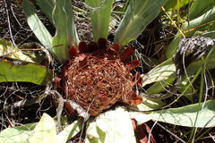 Protea laevis