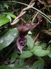 Tacca