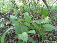 Cypripedium