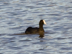Fulica atra australis