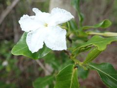 Mascarenhasia