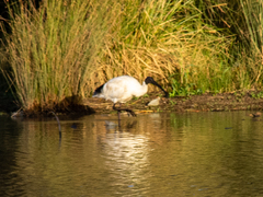Threskiornis molucca