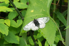 Parnassius stubbendorfii