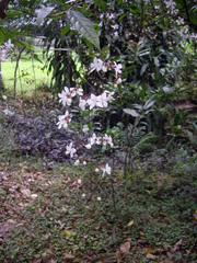 Clerodendrum schmidtii
