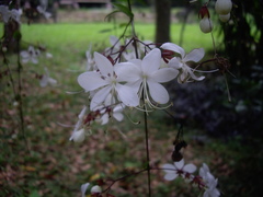 Clerodendrum schmidtii