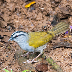Black-Striped Sparrow photo 4