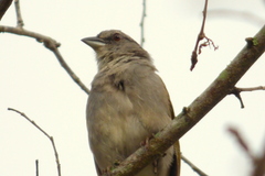 Black-Striped Sparrow photo 6