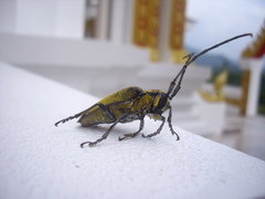 Celosterna luteopubens