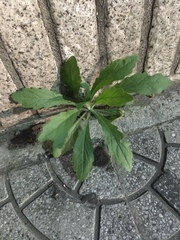 Angiospermae