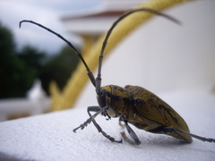 Celosterna luteopubens