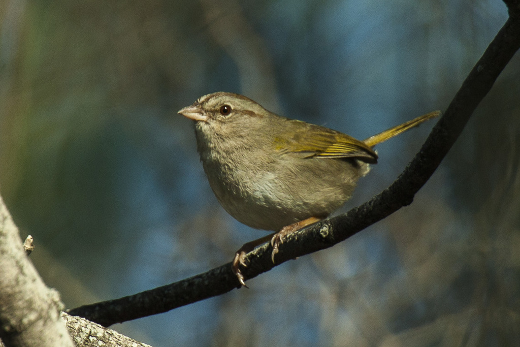 Olive Sparrow