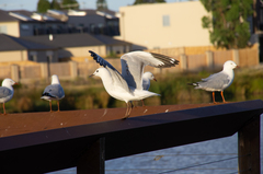 Chroicocephalus novaehollandiae