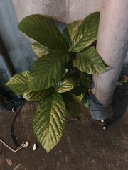 Angiospermae