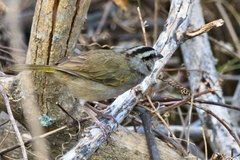 Tocuyo Sparrow photo 3