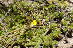 Aspalathus brevicarpa